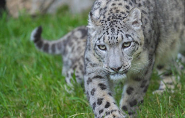 A leopard at the Indianapolis zoo, one of the attractions near Grandpa's RV Campground